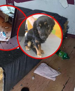 Pojechała na wakacje. Areszt i zarzuty dla 22-latki po śmierci psa