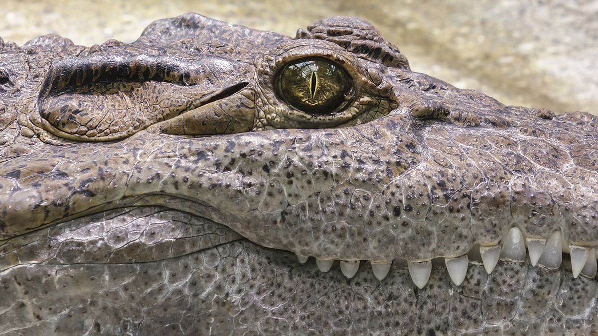 Krokodyl został nazwany "szefem rzeki".