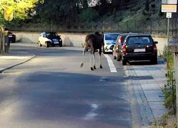Łoś pojawił się na ulicy. Jak widzicie go trzeba się wycofać, może być śmiertelnie niebezpieczny