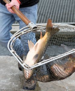 Cena karpia na Wigilię. Mamy prognozy. Takiej sytuacji jeszcze nie było