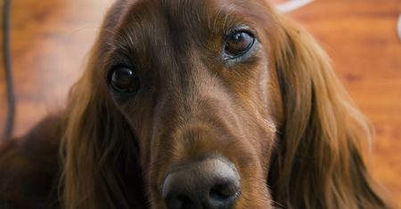 Dogoterapia. Na czym polega ta forma terapii, kto może z niej skorzystać?