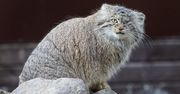 Poznań: Zaginęła samica manula z zoo. Trwają poszukiwania