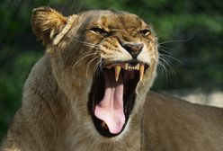 Tragedia w Namibii. Znany biznesmen zagryziony przez lwicę