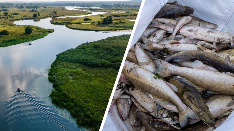 Ubrali kombinezony, weszli do rzeki. Wybuchła nowa afera nad Odrą
