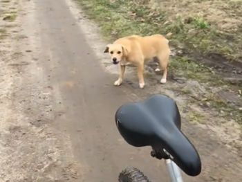 Pies rusza w pościg za rowerem. Trzeba pamiętać o pewnych zasadach