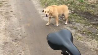 Jechał rowerem, gdy zaatakowały go psy. Oto co zrobił