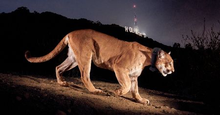 Zdjęcie pumy, która była symbolem Hollywood. Fotograf wspomina zwierzę