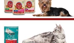 Streetcom wygrywa przetarg marki Purina One