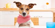 Dieta psa – co podawać, a czego unikać?