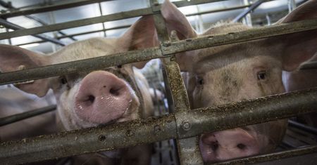 Kolejne sześć lat dla GMO. Rząd zdecydował. Wyjaśniamy o co chodzi