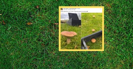 Wyszedł do ogrodu i zaniemówił. Wyrosły między meblami