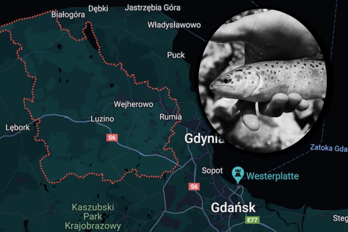 Mieli uśmiercić blisko 4 tony ryb.
