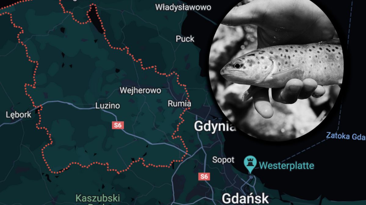 Mieli uśmiercić blisko 4 tony ryb.