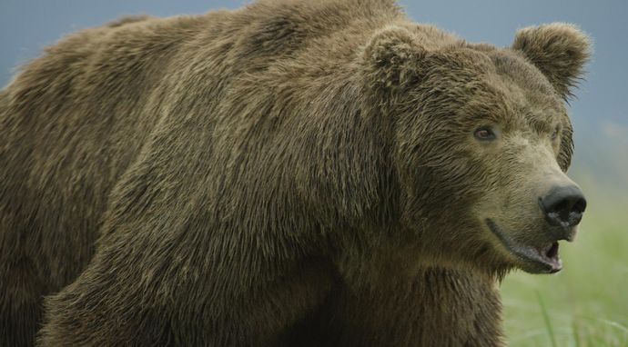 Najgroźniejsi mieszkańcy Alaski