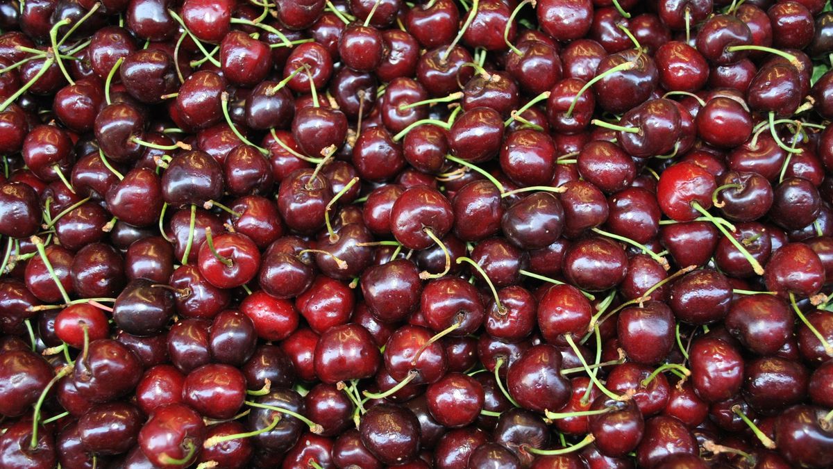 Sezon na czereśnie zaczyna się w kwietniu 