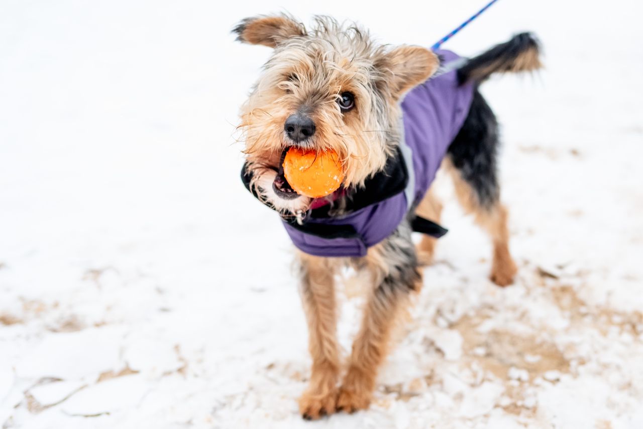 On może zostać twoim czworonożnym przyjacielem! Poznajcie Kudłatego