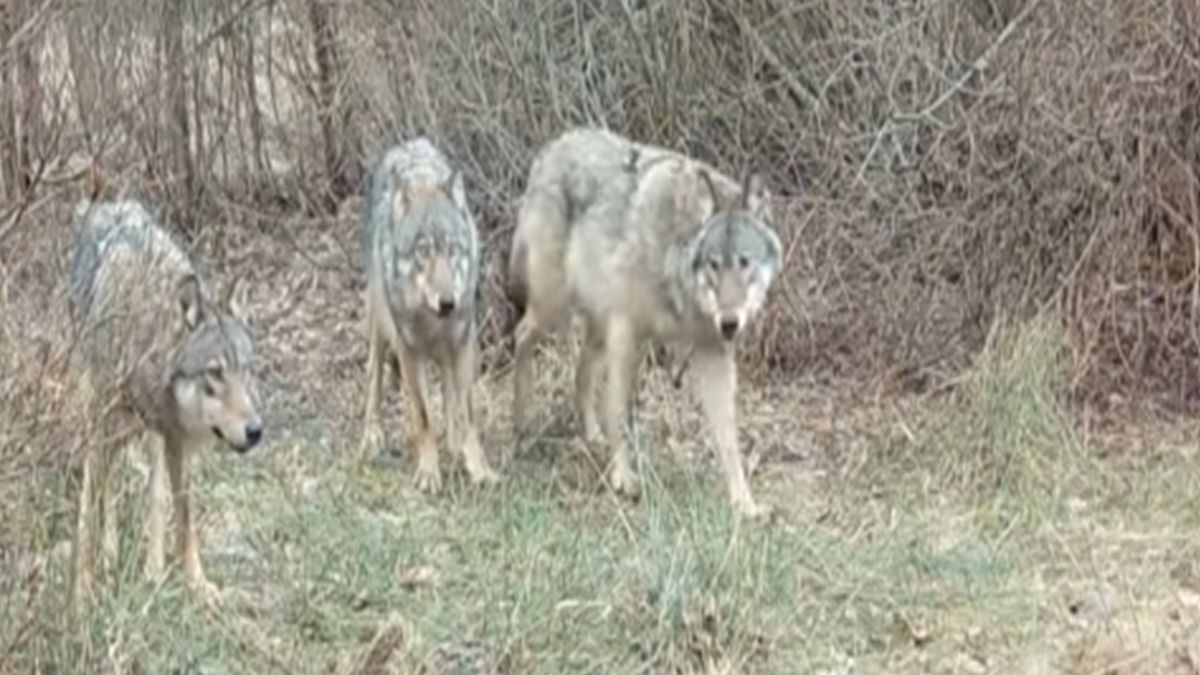 Świętokrzyski Park Narodowy 