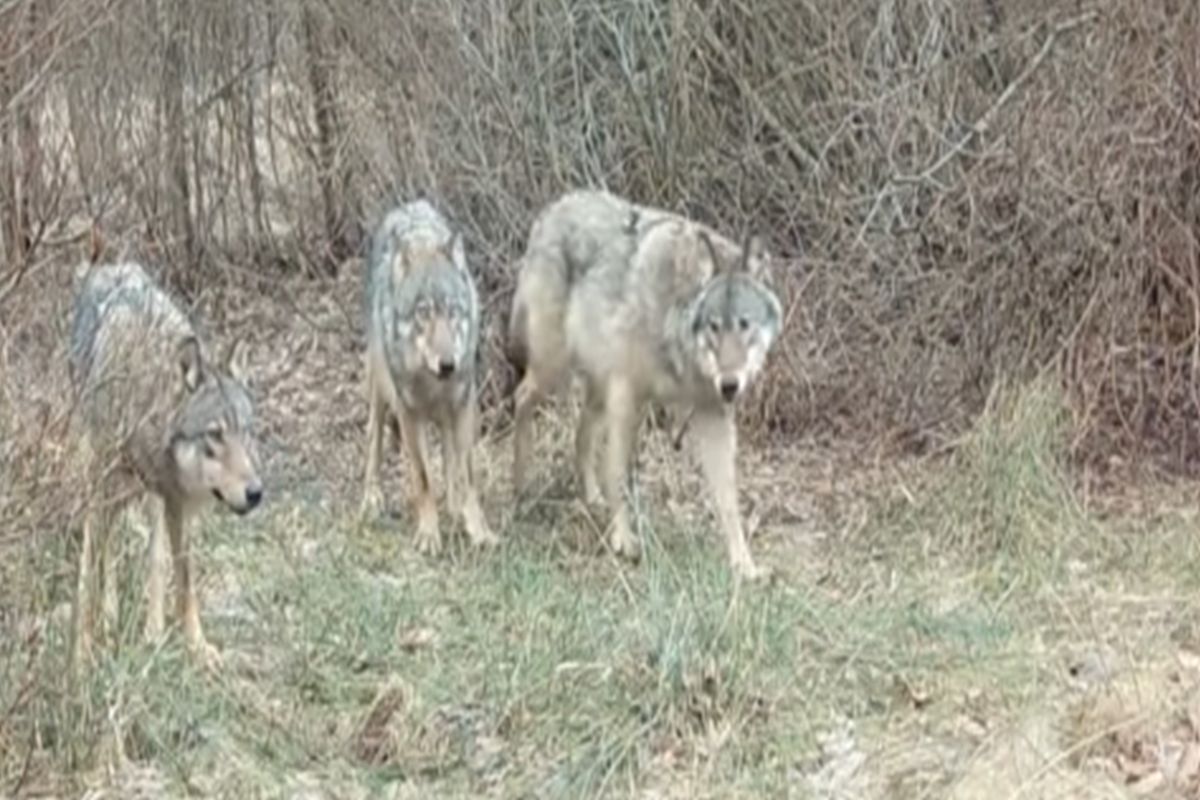Pięć wilków w polskim lesie. Jest nagranie