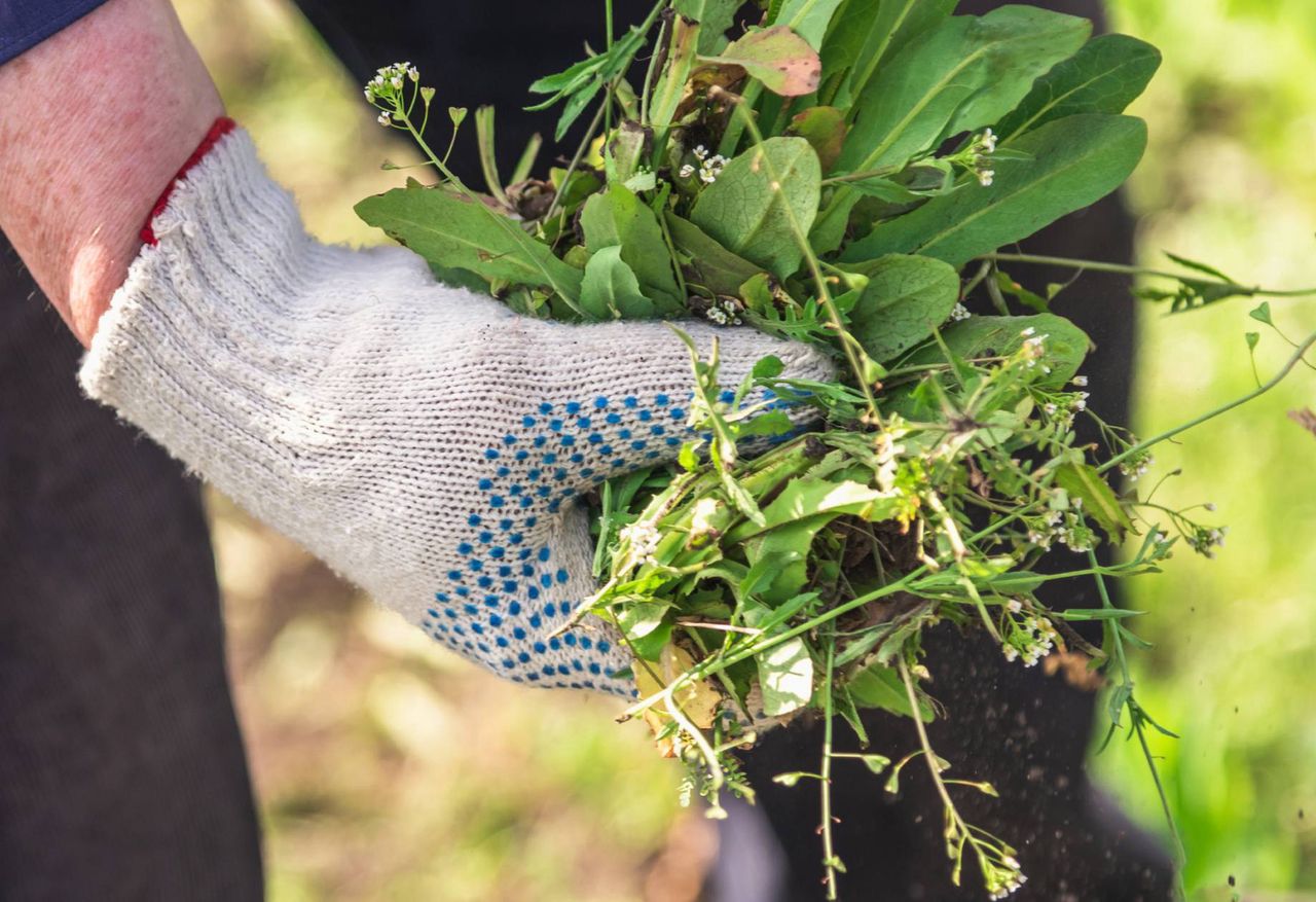 Kitchen remedies: A cost-effective, organic method for confronting garden weeds