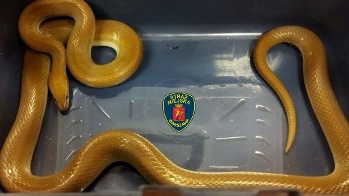 Wąż mahoniowy 