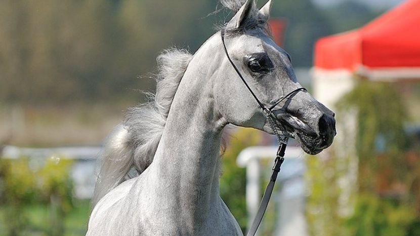 Konie arabskie znowu będą sprzedawane przez byłych szefów stadnin. Tym razem będzie to ich prywatny biznes.