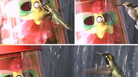 Niesamowita maska do karmienia kolibrów! [wideo] 1