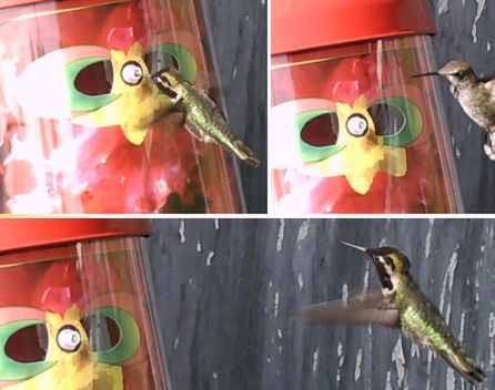Niesamowita maska do karmienia kolibrów! [wideo]