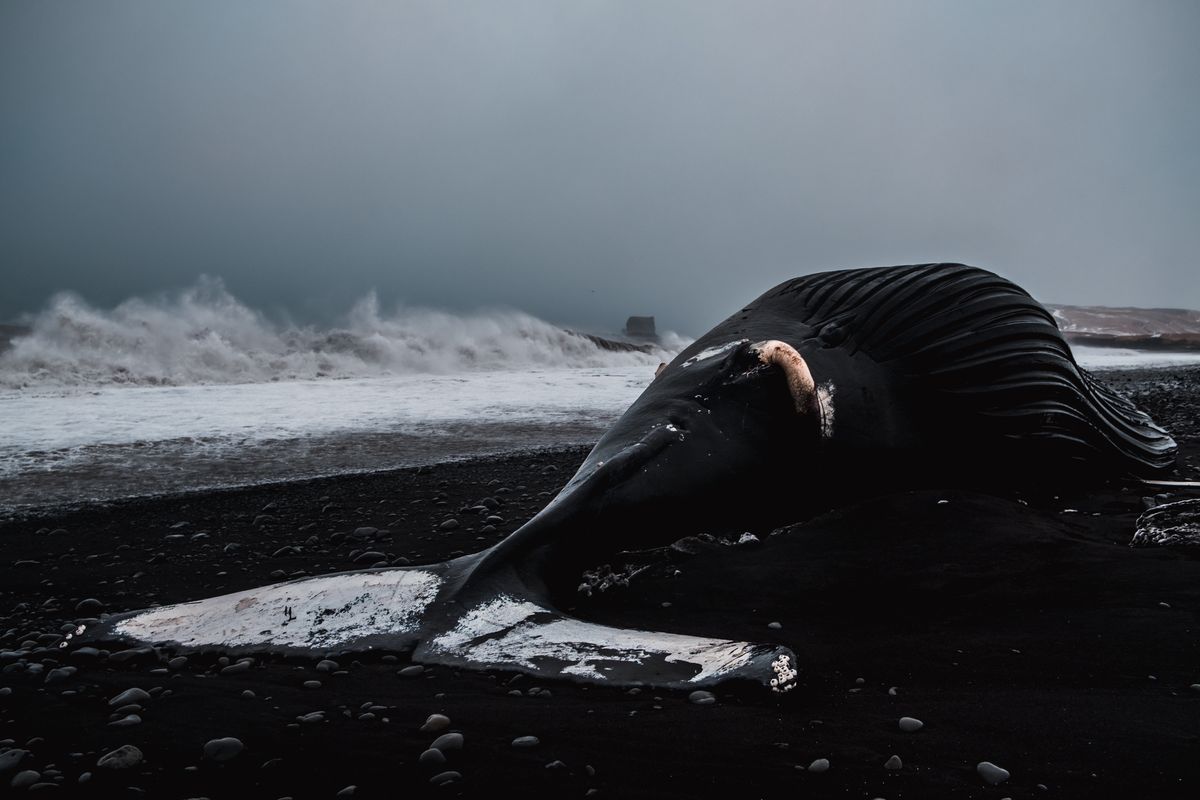 Martwa orka znaleziona na plaży w Szkocji. Zaplątała się w rybackie sieci 
