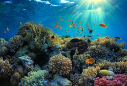 Odkryto nieznaną dotąd rafę koralową. Naukowcy byli zdumieni tym, gdzie ją znaleźli
