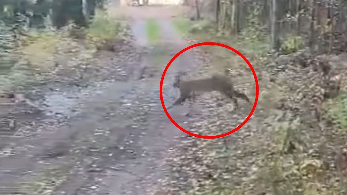 Na zdjęciu: ryś przyłapany w polskim lesie