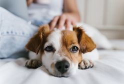Szczekanie psa może być powodem grzywny?