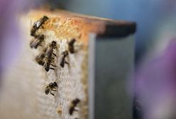 Pszczoły chorują, będzie mniej miodu