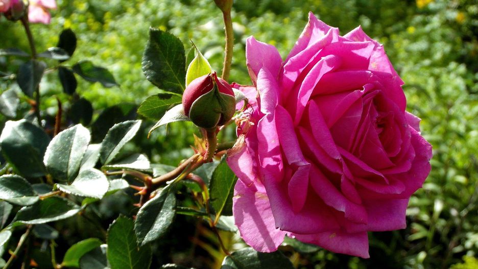 Życzenia na Dzień Kobiet