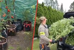 Weszli na działkę w Piasecznie. Odkrycie w pomidorach