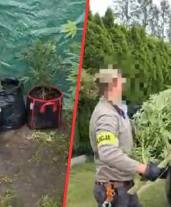 Weszli na działkę w Piasecznie. Odkrycie w pomidorach