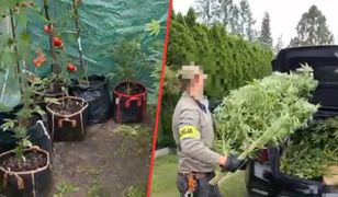 Weszli na działkę w Piasecznie. Odkrycie w pomidorach