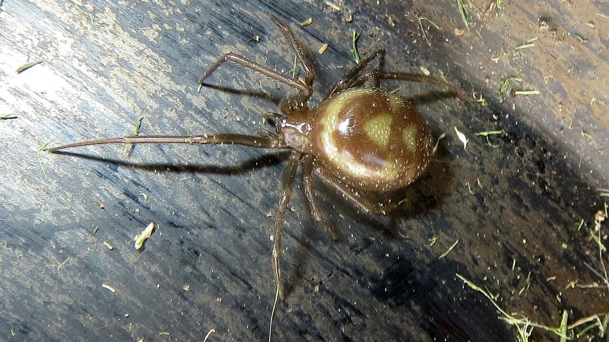 Fałszywa czarna wdowa. Jest się czego obawiać?