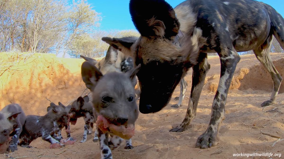 Zobacz to na własne oczy. Rzadkie nagranie pokazuje karmiącego likaona 1