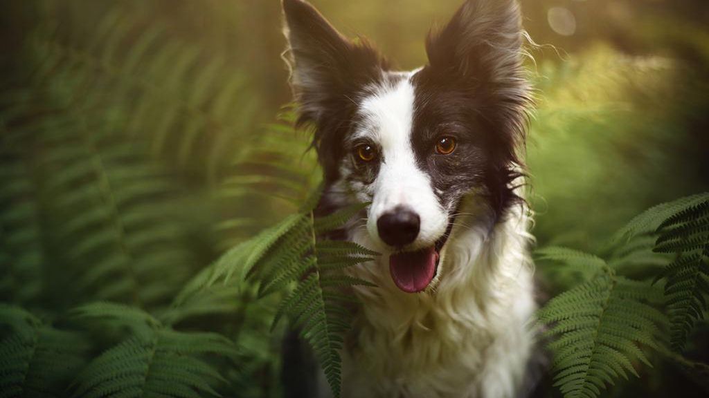 Pełne ekspresji psie portrety autorstwa Anne Geier 1