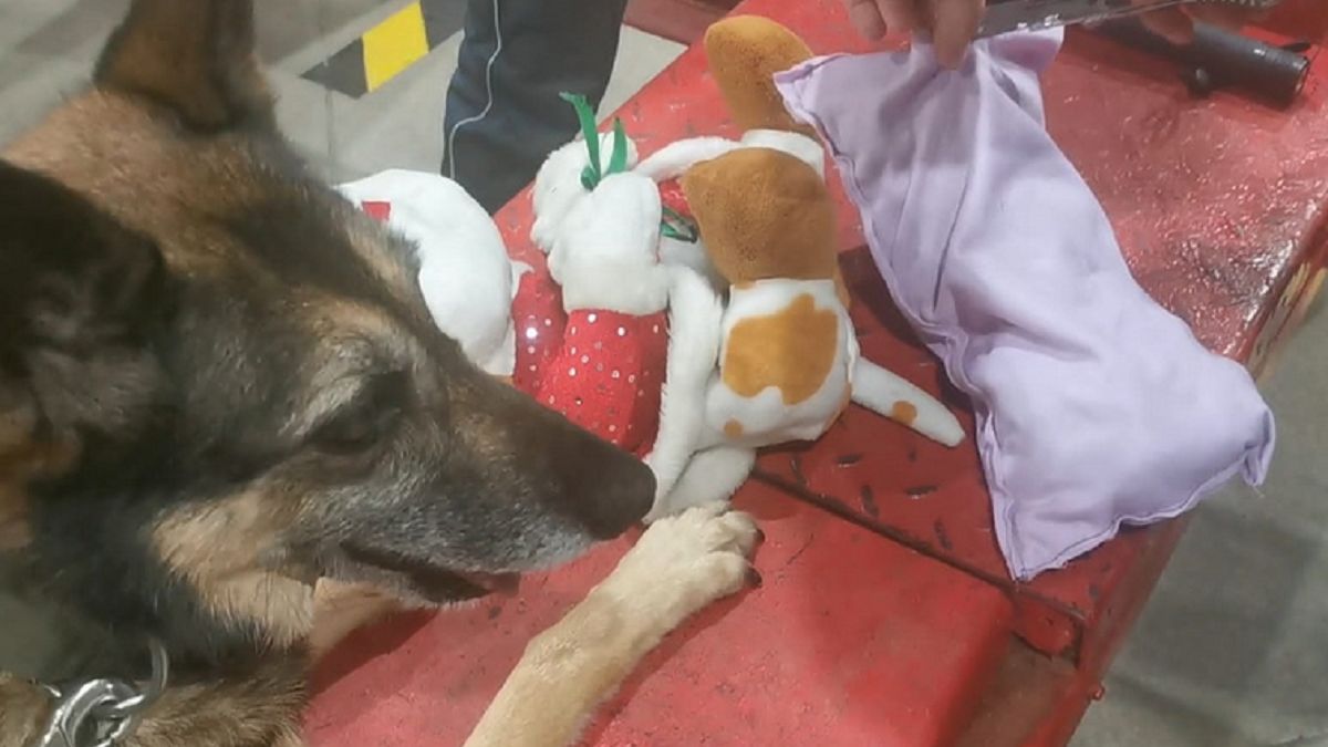 Nietypowy przemyt w Medyce. "Przemytnicza niespodzianka"