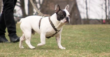Buldogi francuskie – dla kogo ta rasa?
