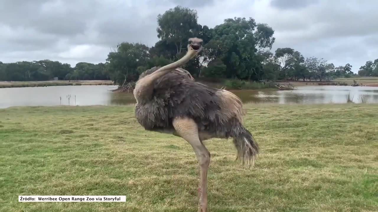 Struś dał pokaz tańca odwiedzającym zoo w Melbourne.