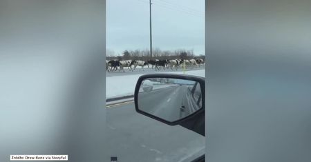 Stado krów biegło po autostradzie w Indianie. Zwierzęta uciekły z pobliskiej farmy
