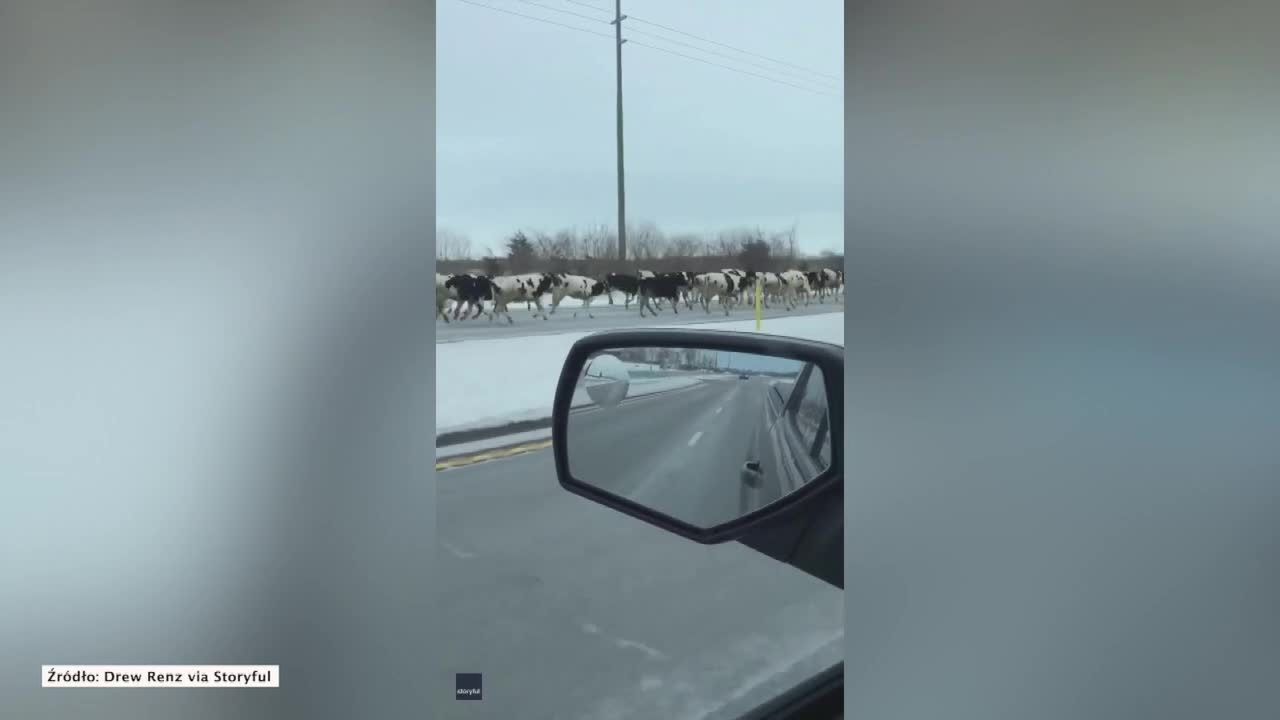 Stado krów biegło po autostradzie w Indianie. Zwierzęta uciekły z pobliskiej farmy