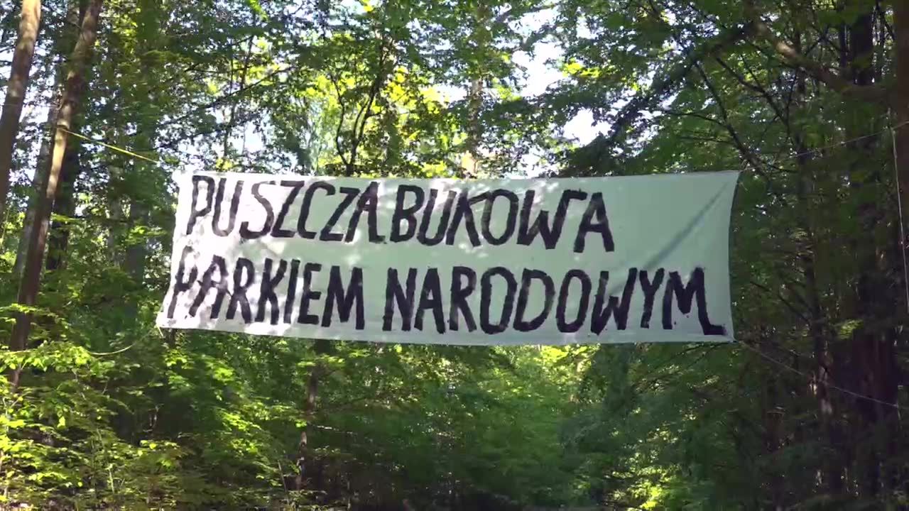 Aktywiści chcą ocalić Puszczę Bukową. Protestują przeciwko wycince wiekowego drzewostanu