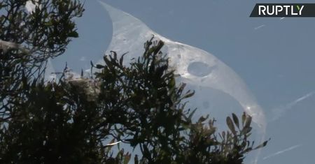 Drzewa i krzewy w Australii gęsto pokryte pajęczynami. Powódź zmusiła pająki do migracji.