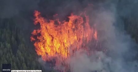 Potężny pożar lasu w Kolorado. Ogień zajął ponad 1200 hektarów.
