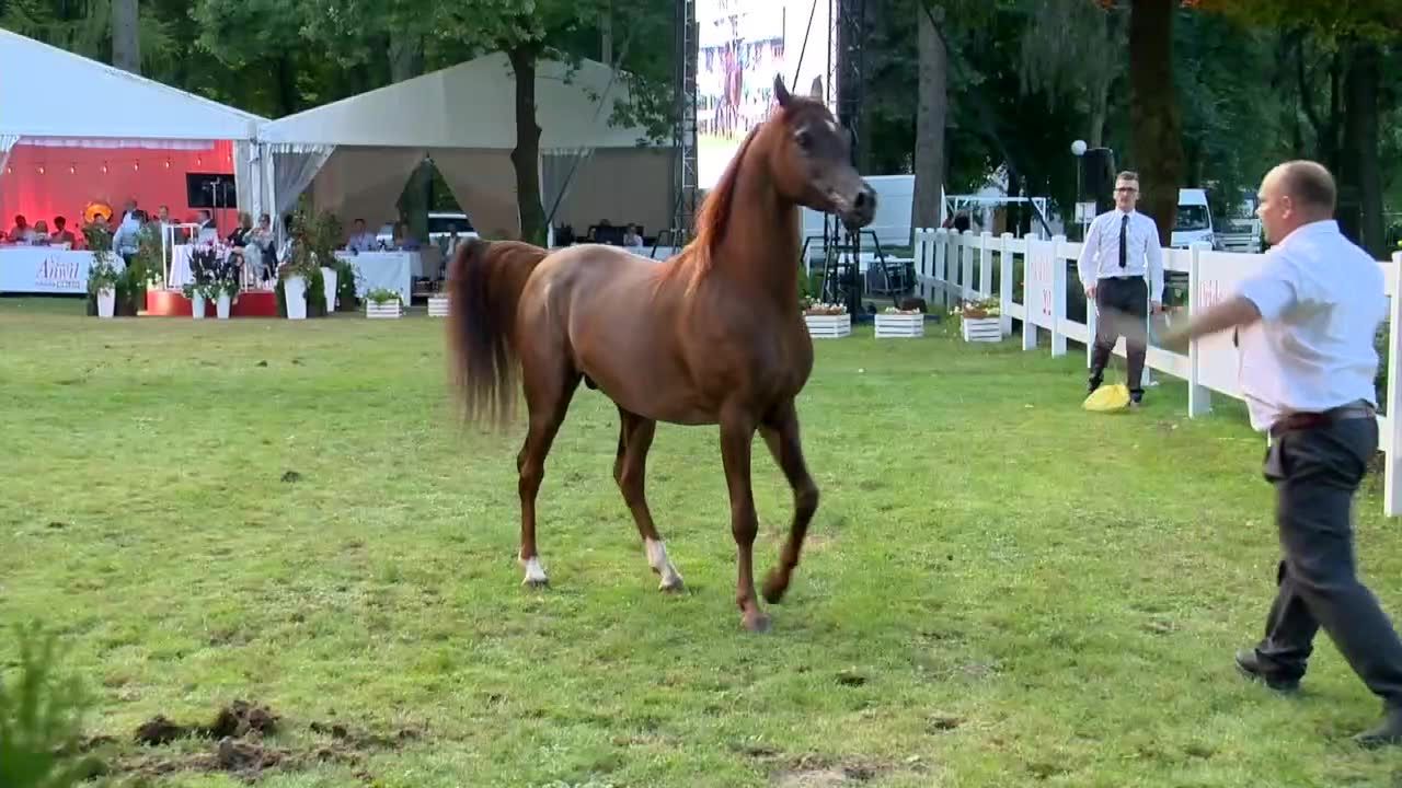 Niebezpieczne sytuacje na Pride of Poland. “Mogło to się skończyć źle”