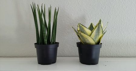 Roślina idealna do sypialni