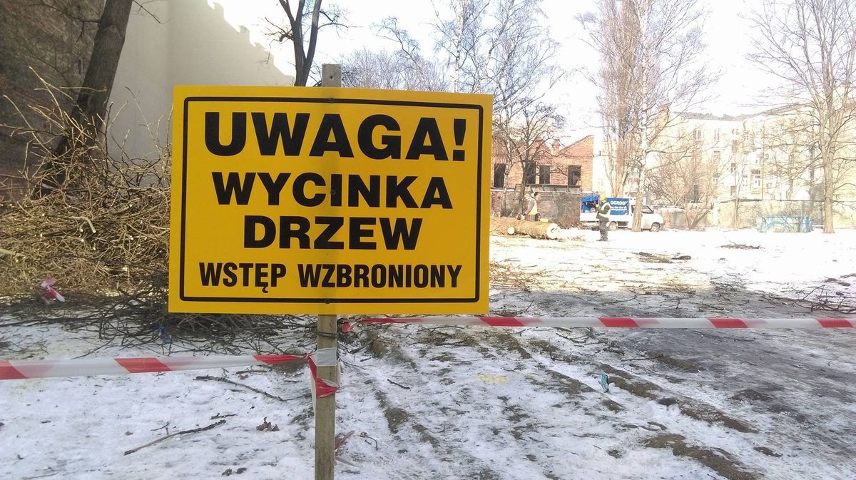 Tną drzewa na potęgę. Często nie zwracając uwagi na nowe przepisy